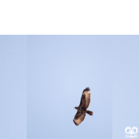 گونه سارگپه استپی Common Buzzard